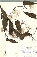 藏品(薄單葉鐵線蓮)的圖片